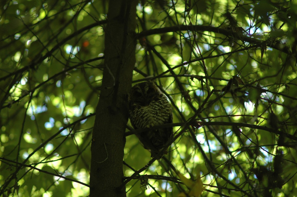 Rufous-banded Owl - ML618157116