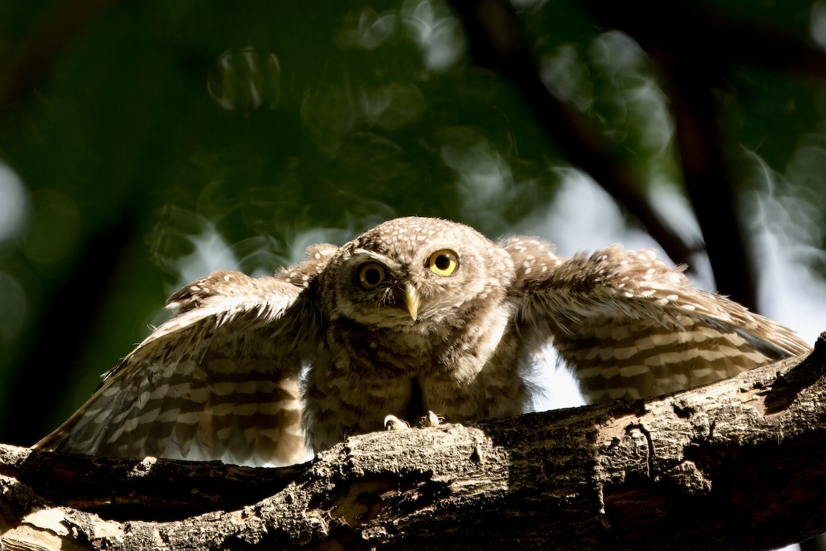 Spotted Owlet - ML618157132