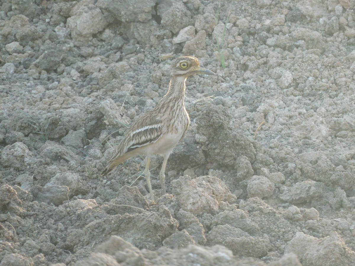 Indian Thick-knee - ML618157146