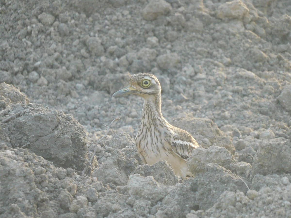 Indian Thick-knee - ML618157147