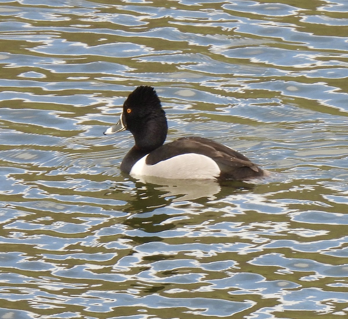 Ring-necked Duck - ML618157165