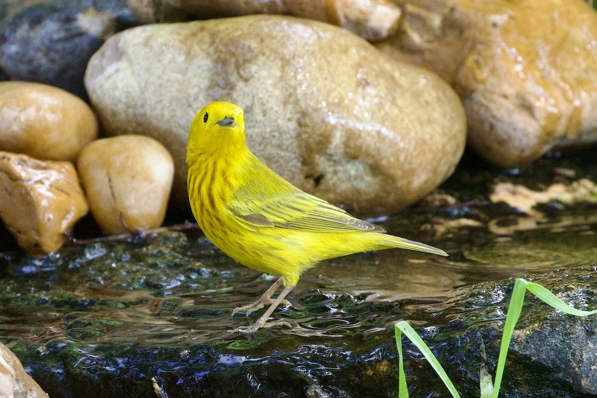Yellow Warbler - Gary Desormeaux