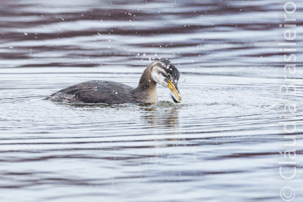 Red-necked Grebe - ML61815721
