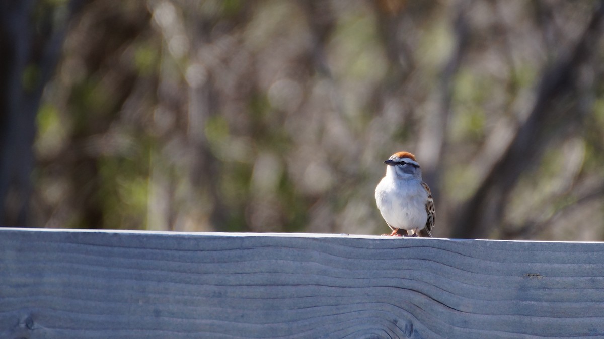 Chipping Sparrow - ML618157228