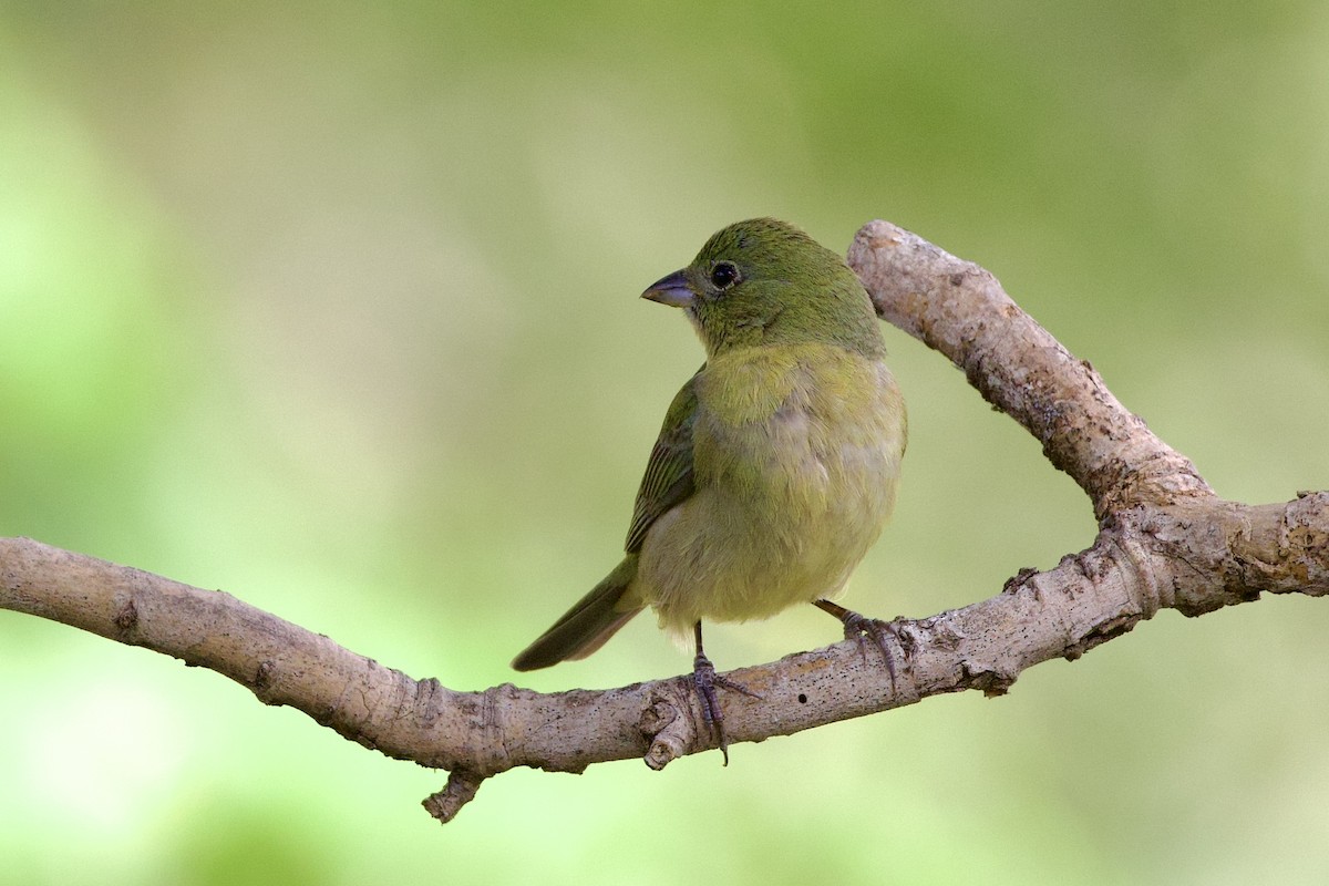 Painted Bunting - ML618157267