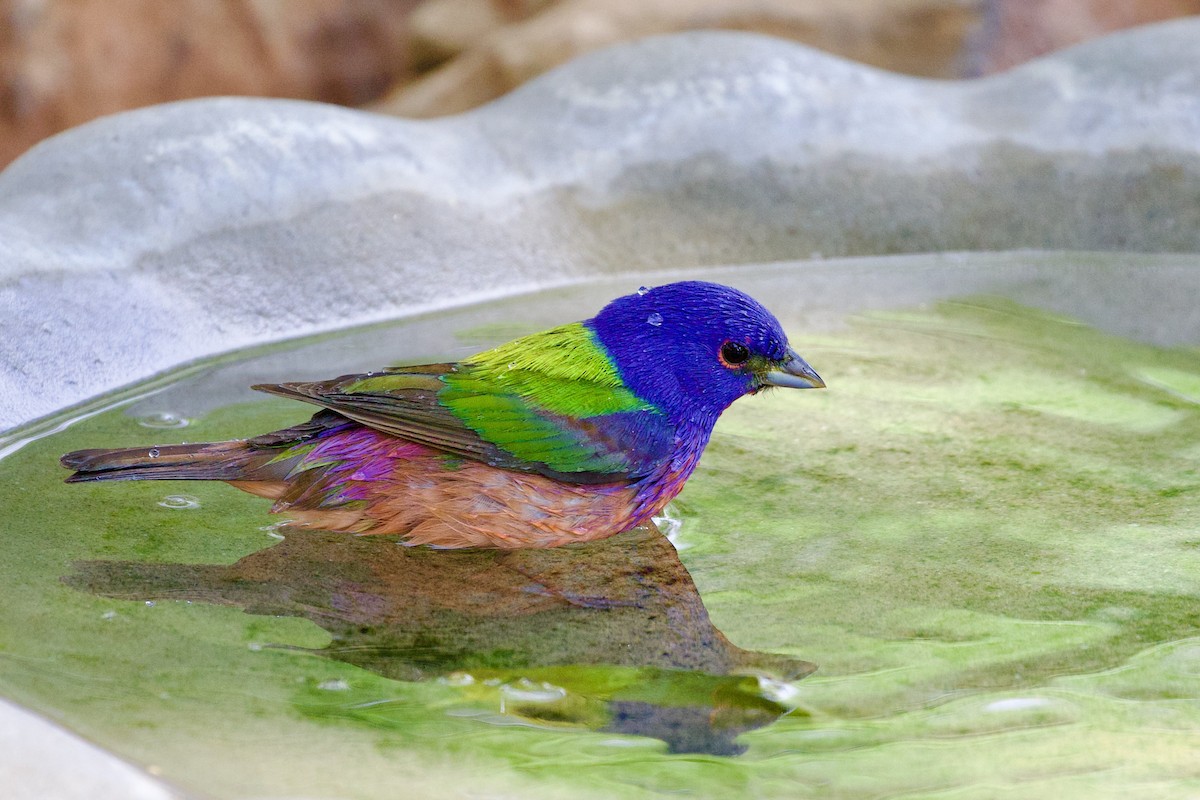 Painted Bunting - ML618157268