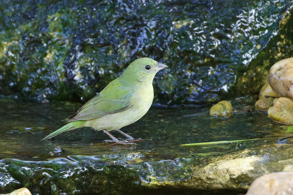 Painted Bunting - ML618157269