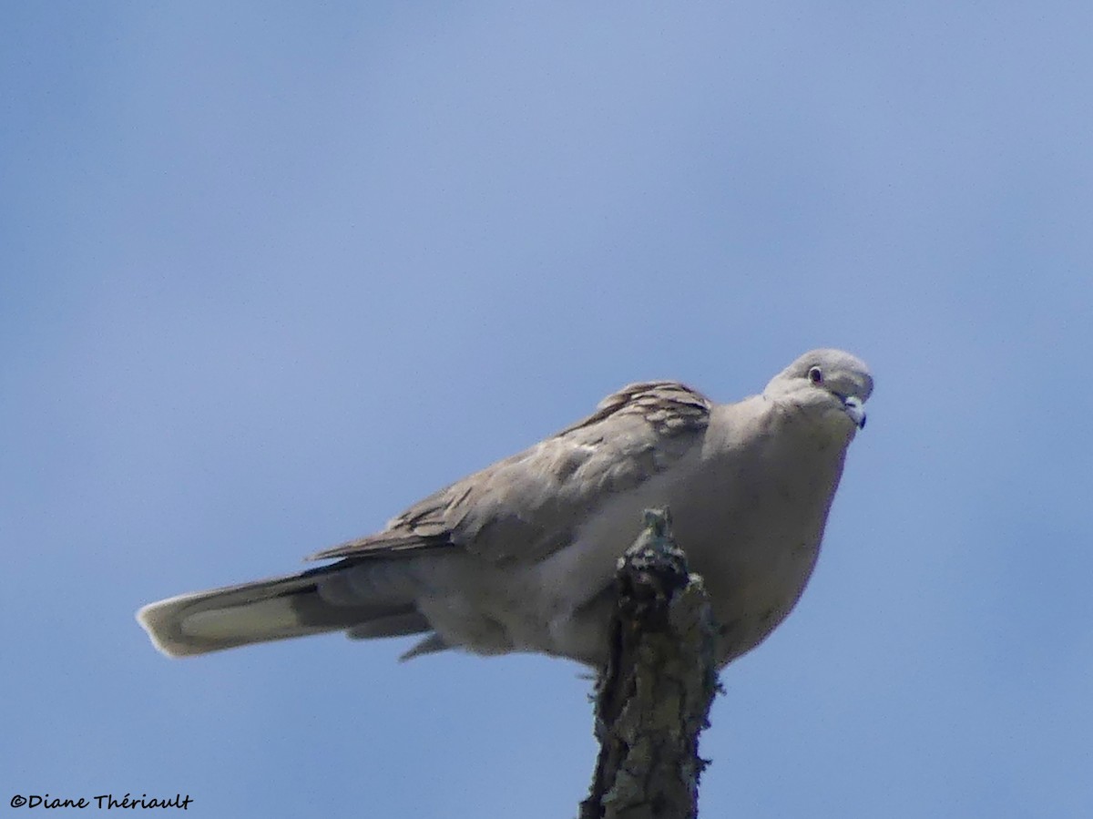 Eurasian Collared-Dove - ML618157279