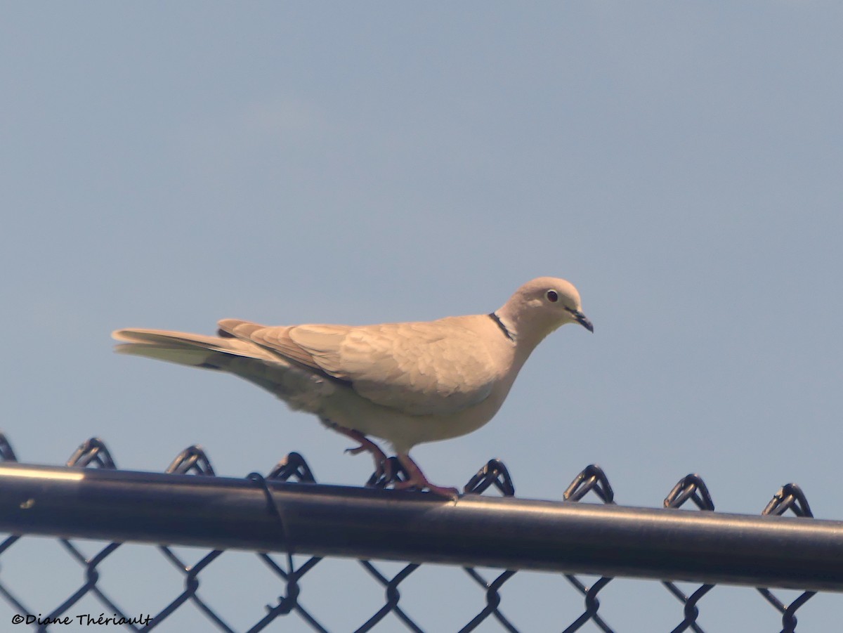 Eurasian Collared-Dove - ML618157280