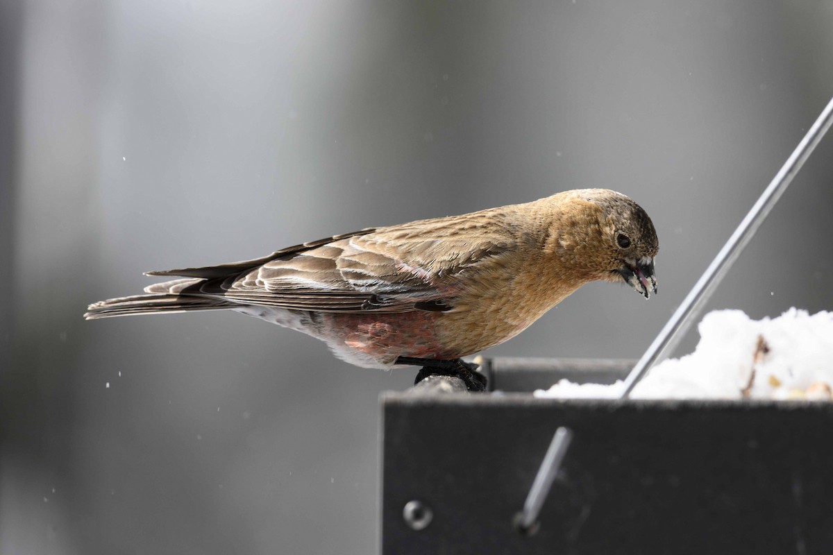 Brown-capped Rosy-Finch - ML618157283