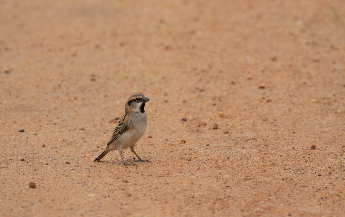 Shelley's Rufous Sparrow - ML618157289