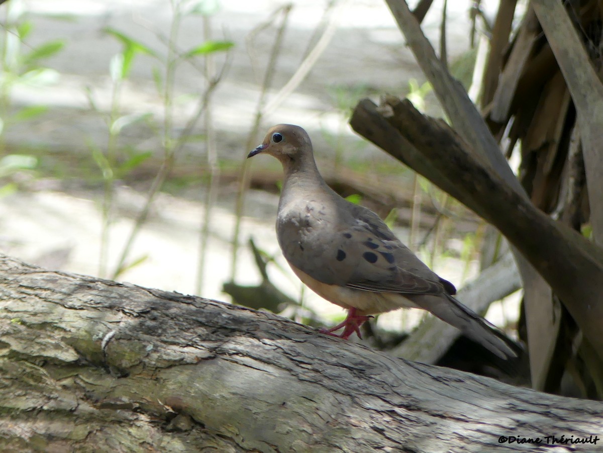 Mourning Dove - Diane Thériault