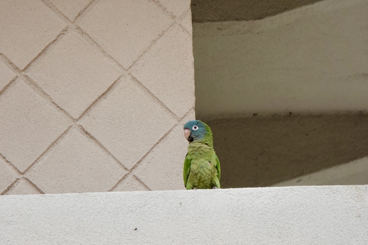 Blue-crowned Parakeet - ML618157319