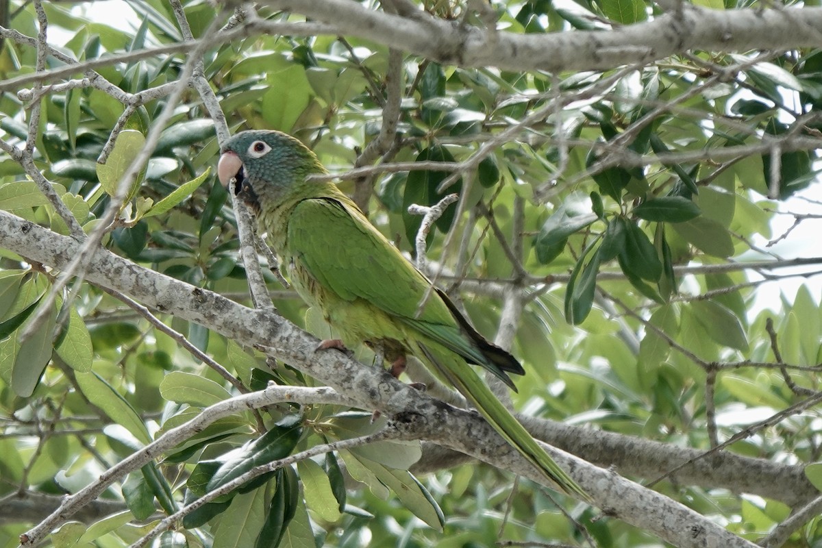 Blue-crowned Parakeet - ML618157320