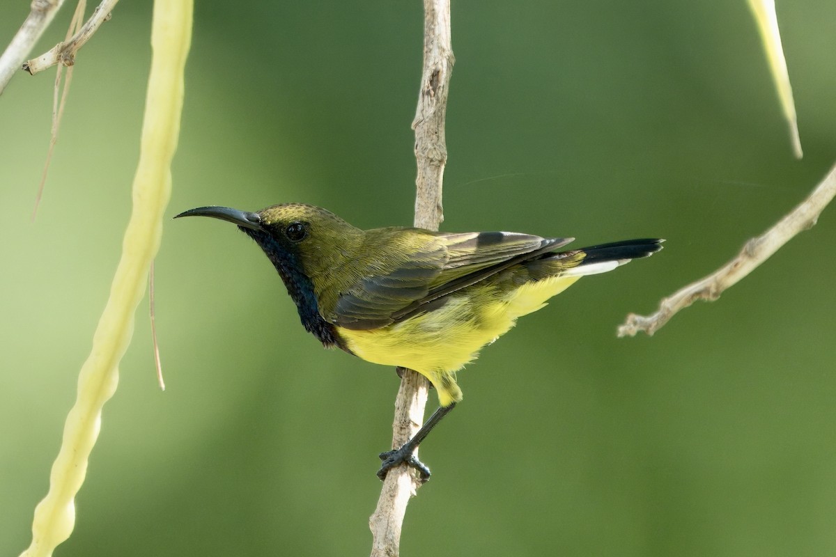 Ornate Sunbird (Ornate) - John Russell