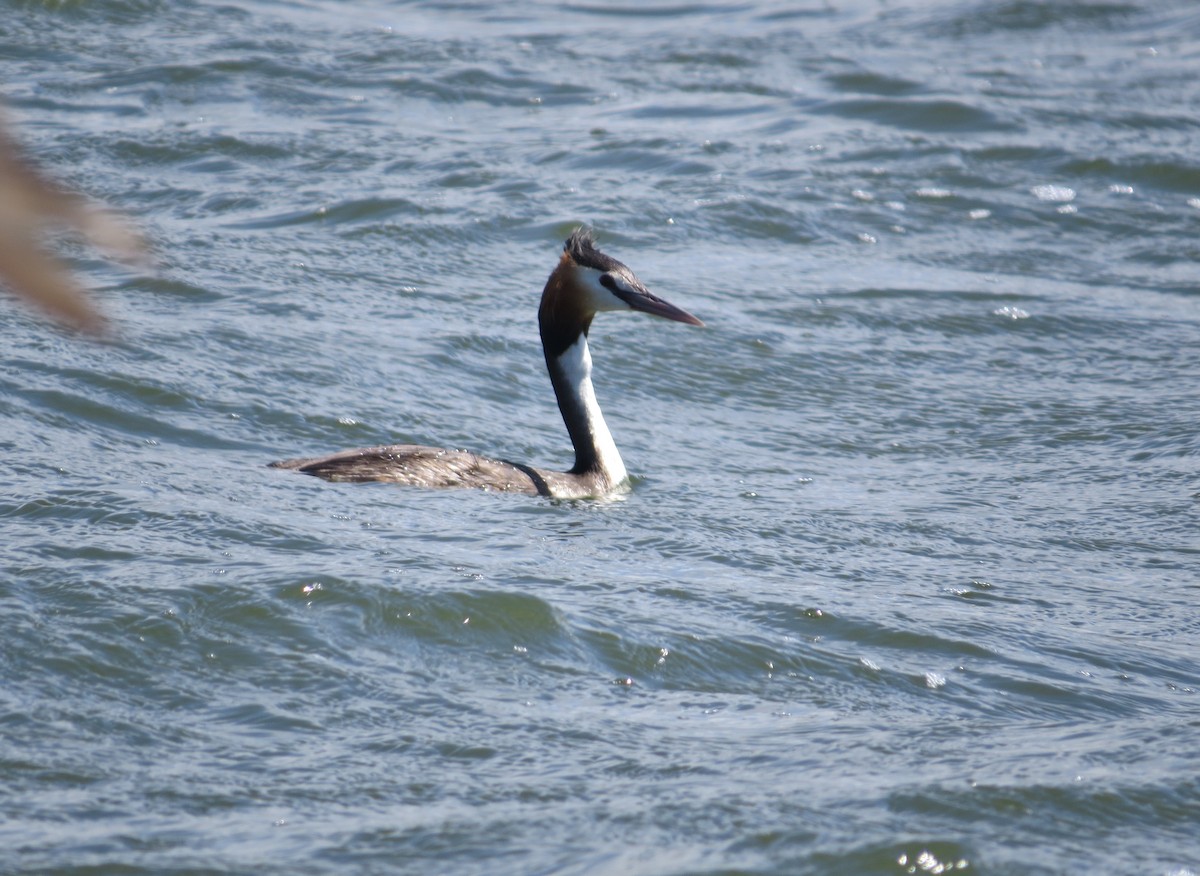 Great Crested Grebe - ML618157338