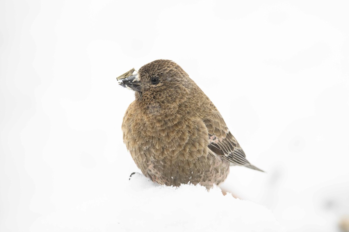 Brown-capped Rosy-Finch - ML618157367
