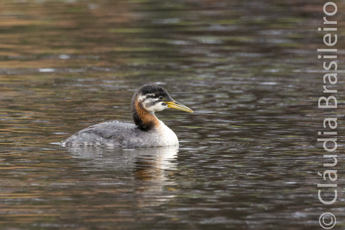 Red-necked Grebe - ML61815741