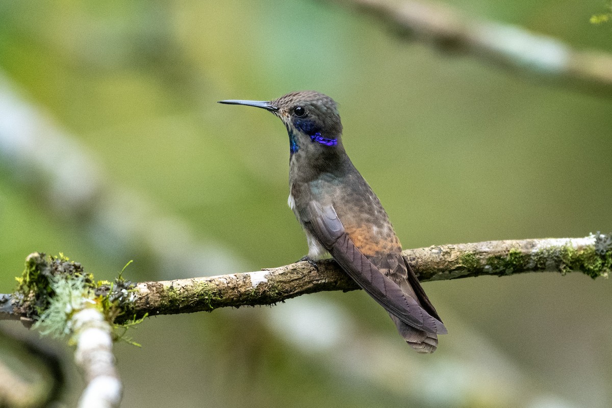 kolibřík fialovouchý - ML618157437