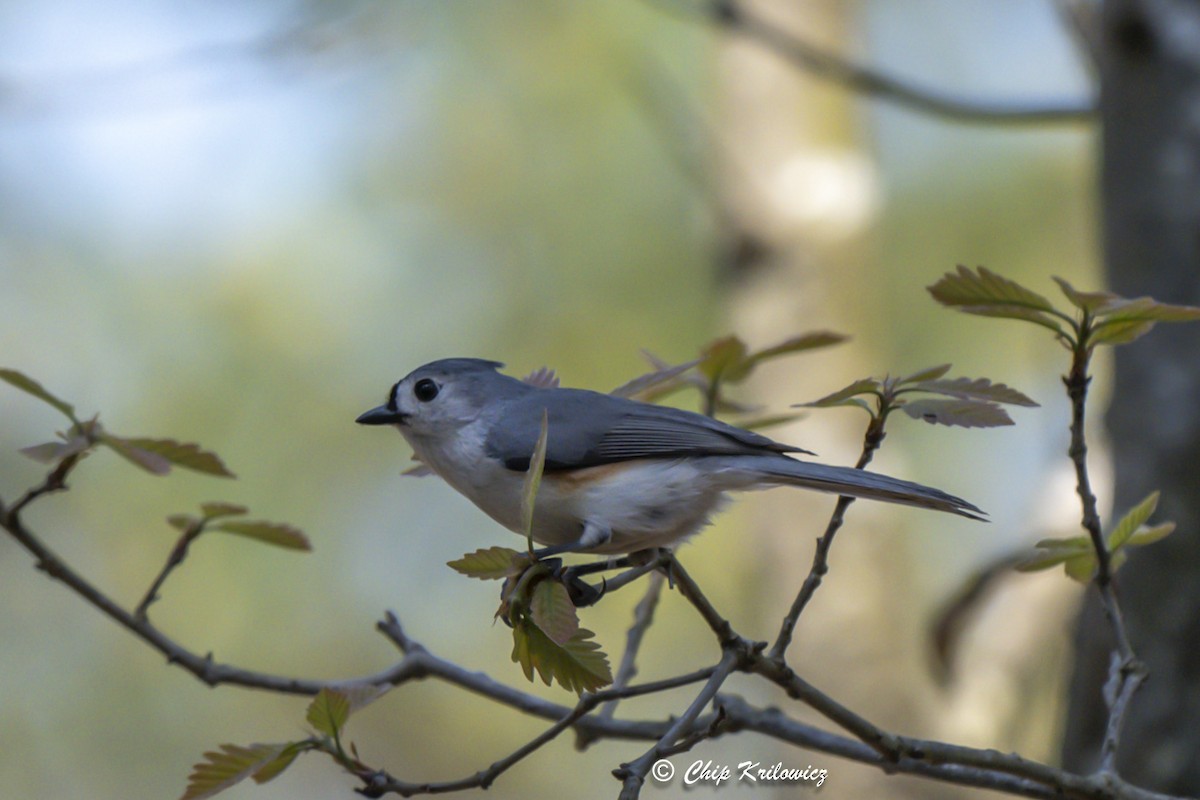 Tufted Titmouse - Chip Krilowicz
