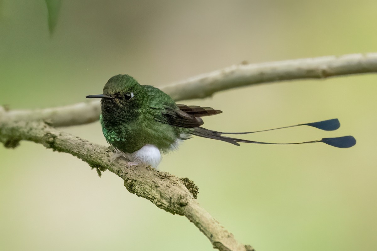 White-booted Racket-tail - ML618157466