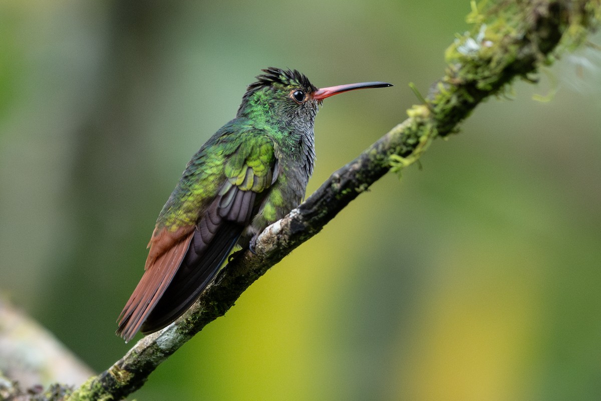 Rufous-tailed Hummingbird - ML618157483