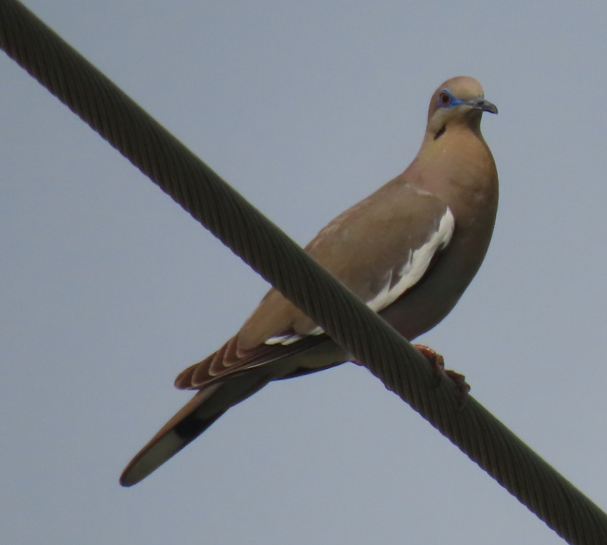 White-winged Dove - ML618157484