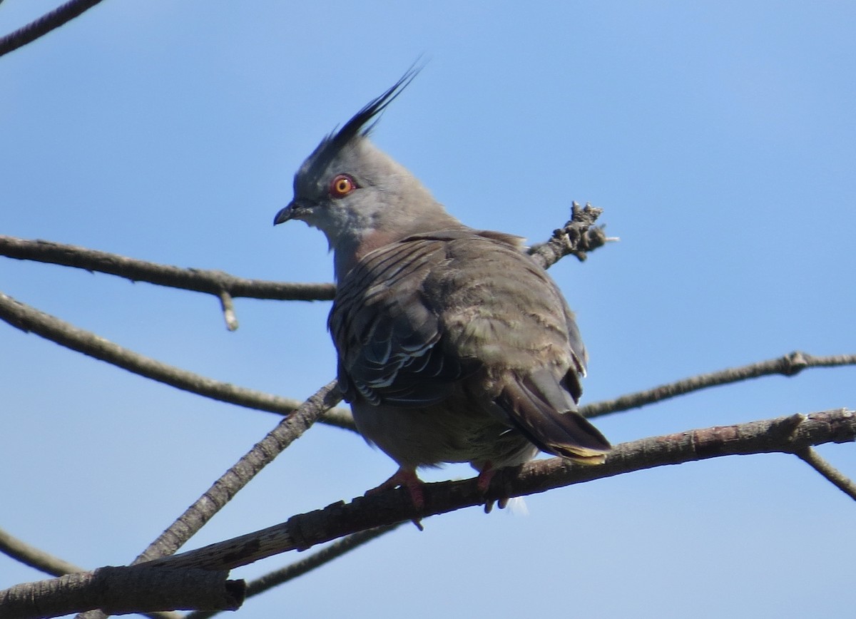 Crested Pigeon - ML618157521