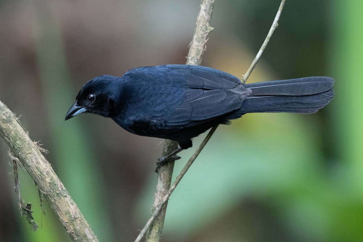 White-lined Tanager - Peggy Mundy