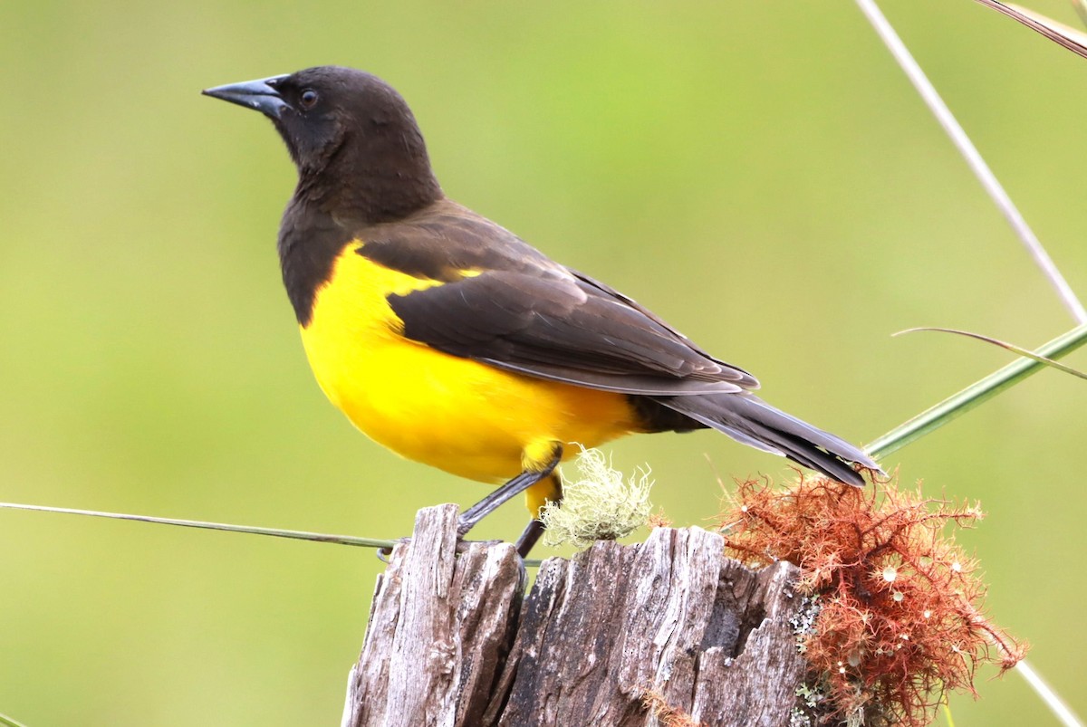 Yellow-rumped Marshbird - João Paulo Durante