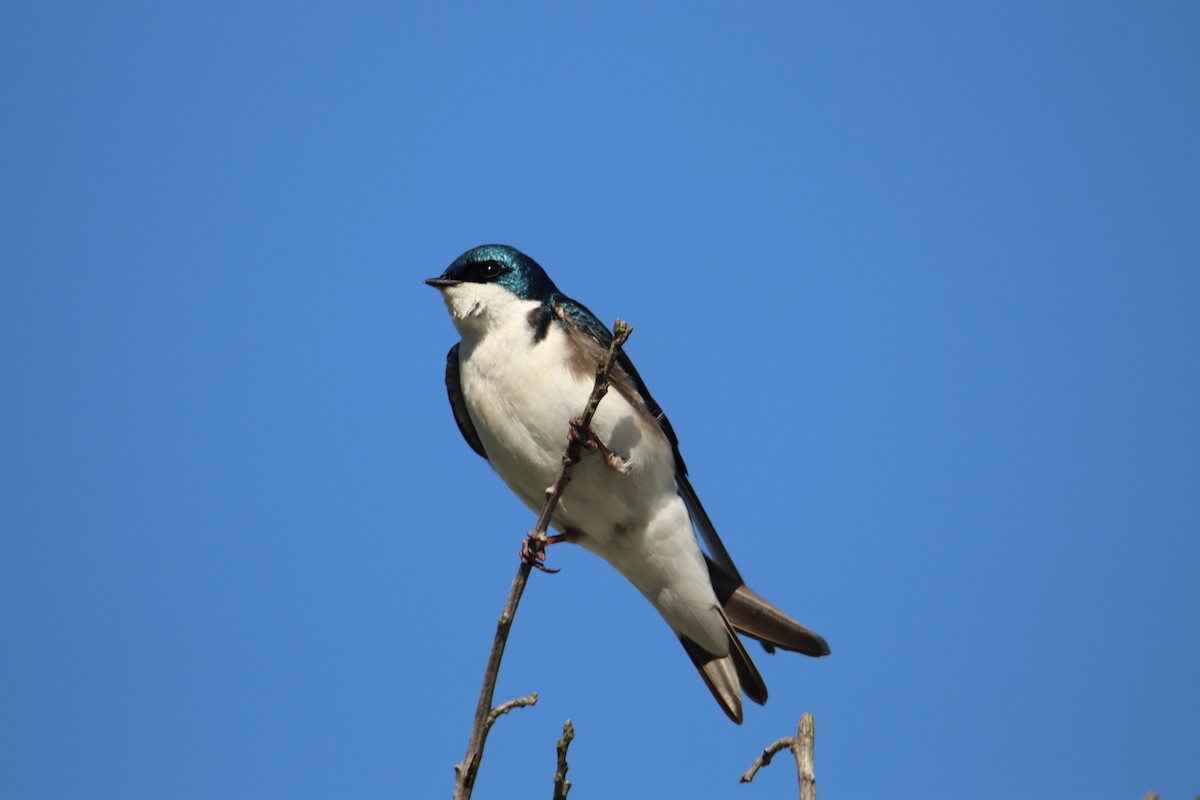 Tree Swallow - Russell Hillsley