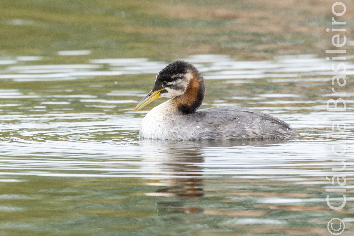 Red-necked Grebe - ML61815781