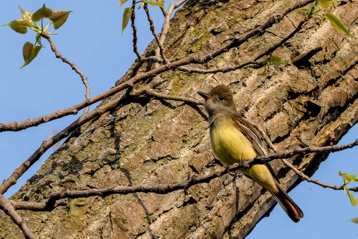 Great Crested Flycatcher - Gustino Lanese