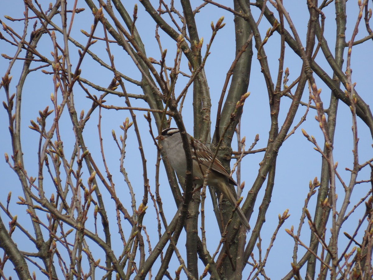 White-crowned Sparrow - ML618160672