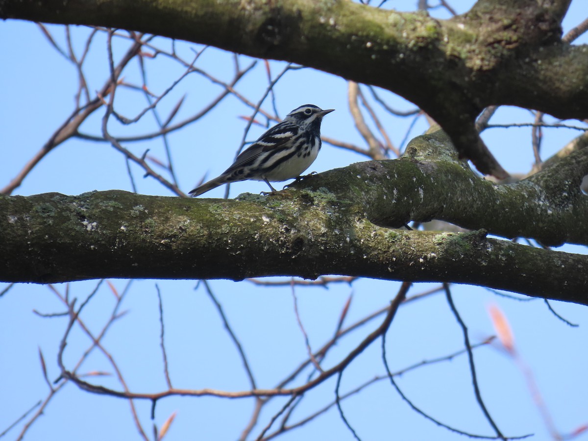 Black-and-white Warbler - ML618160703