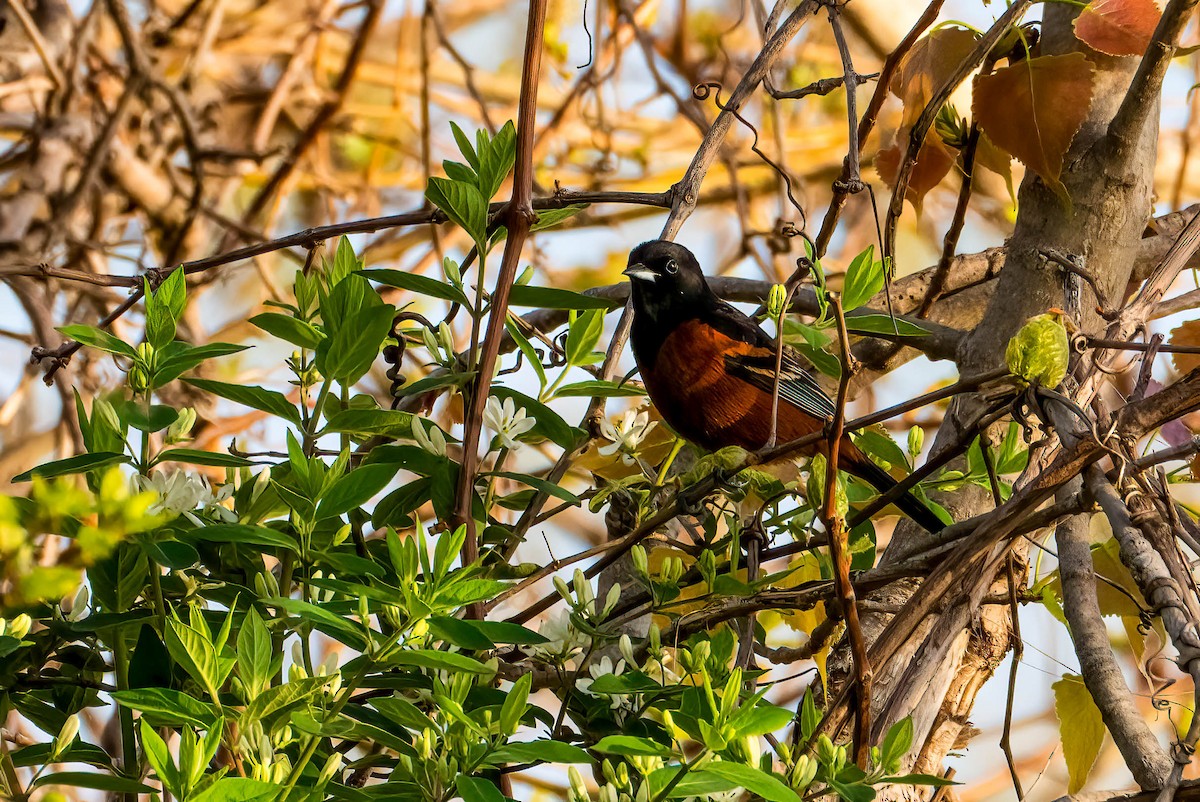 Orchard Oriole - ML618160812
