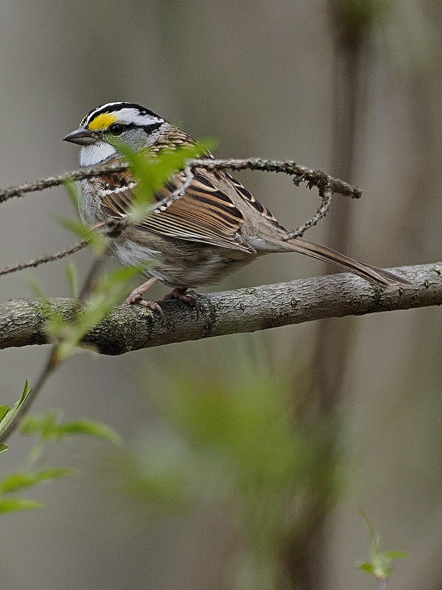 White-throated Sparrow - ML618160858