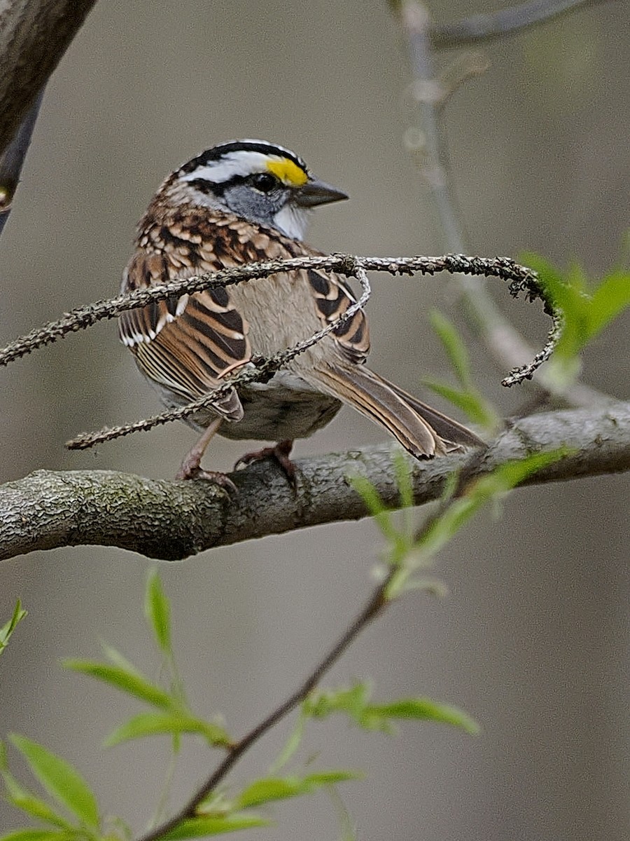 White-throated Sparrow - ML618160859