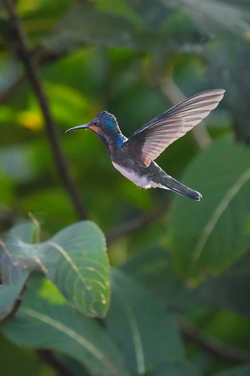kolibřík ryšavoocasý - ML618160876