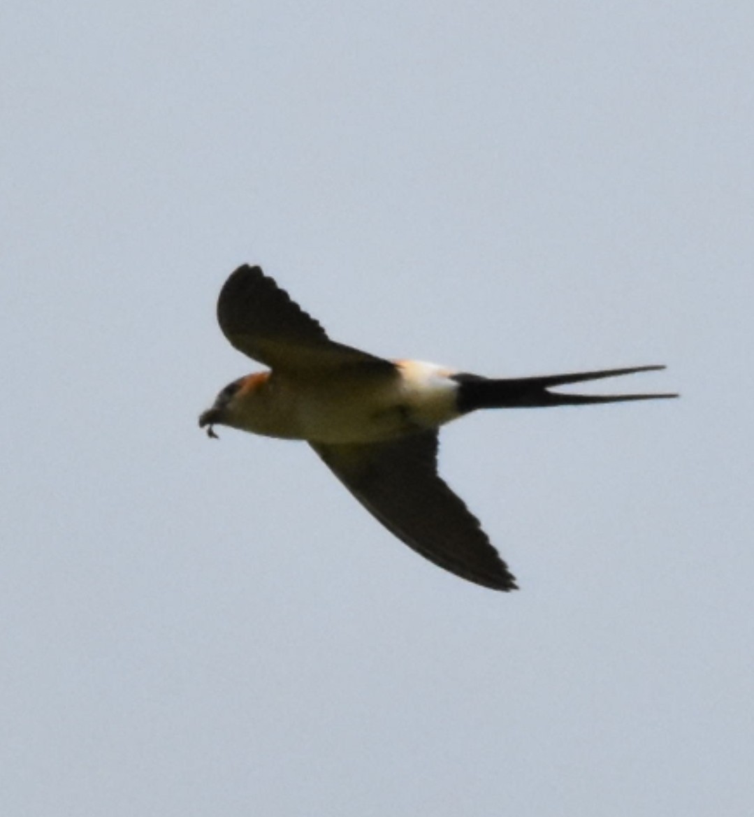 Red-rumped Swallow - Umut Özten