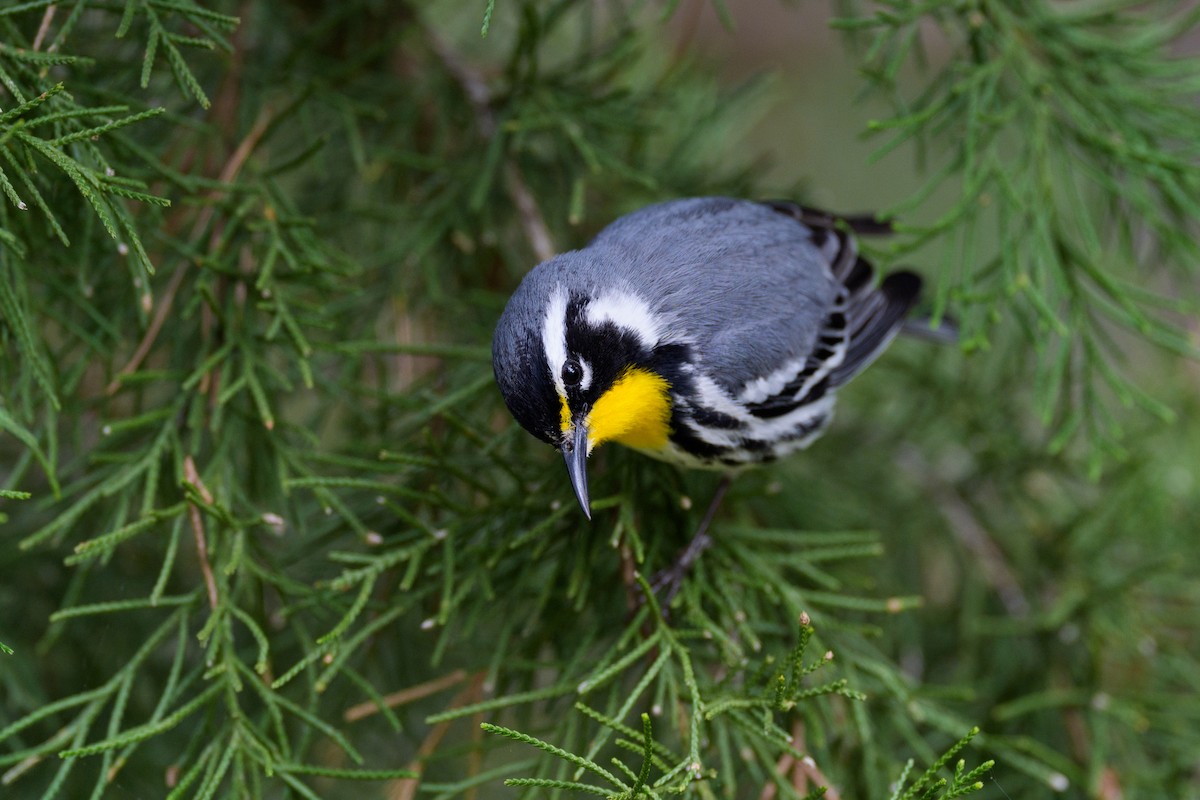 Yellow-throated Warbler - ML618160929