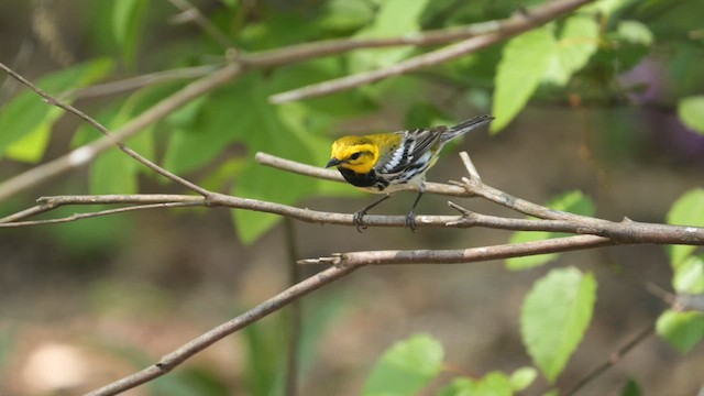 Black-throated Green Warbler - ML618160936