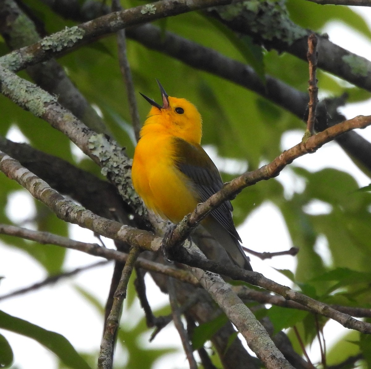Prothonotary Warbler - ML618160944