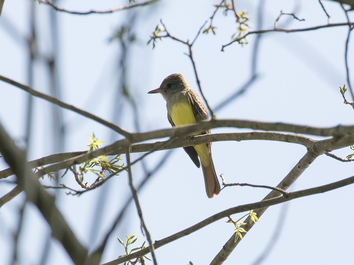 Great Crested Flycatcher - ML618161059
