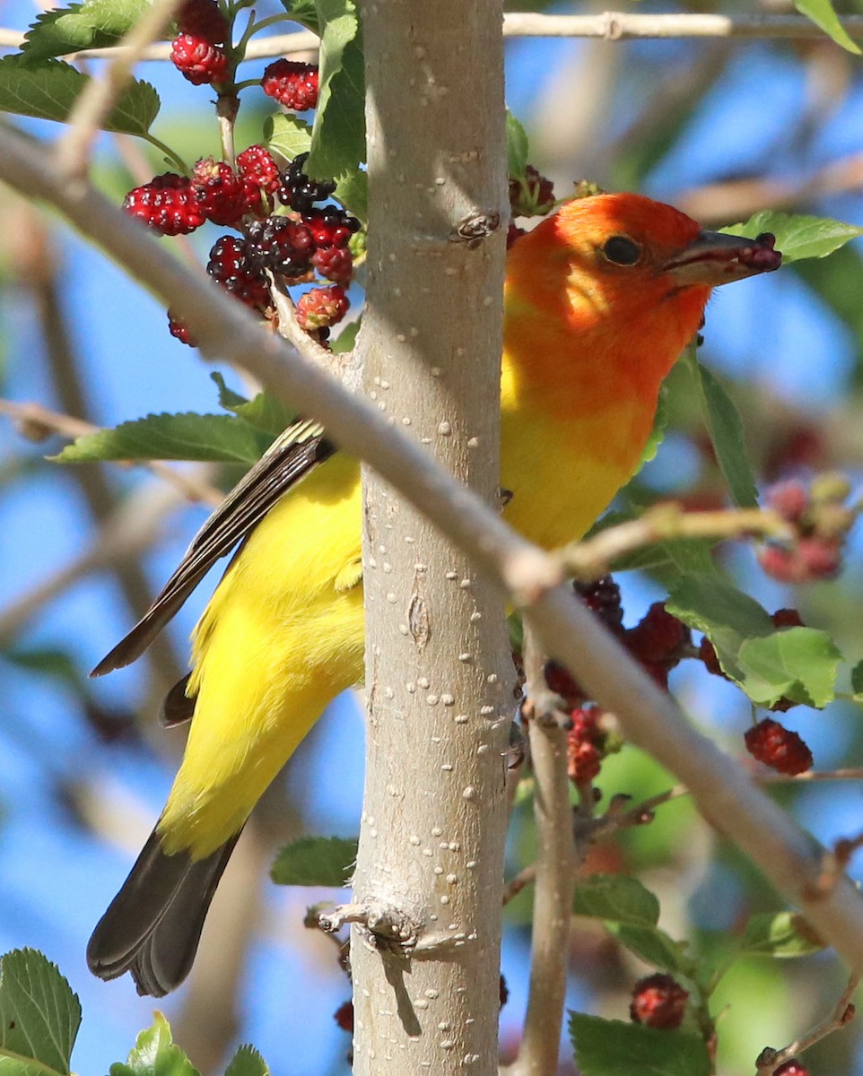 Western Tanager - ML618161107
