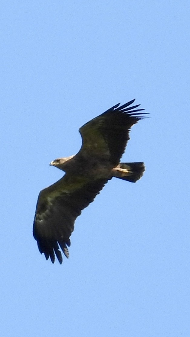 Lesser Spotted Eagle - ML618161110