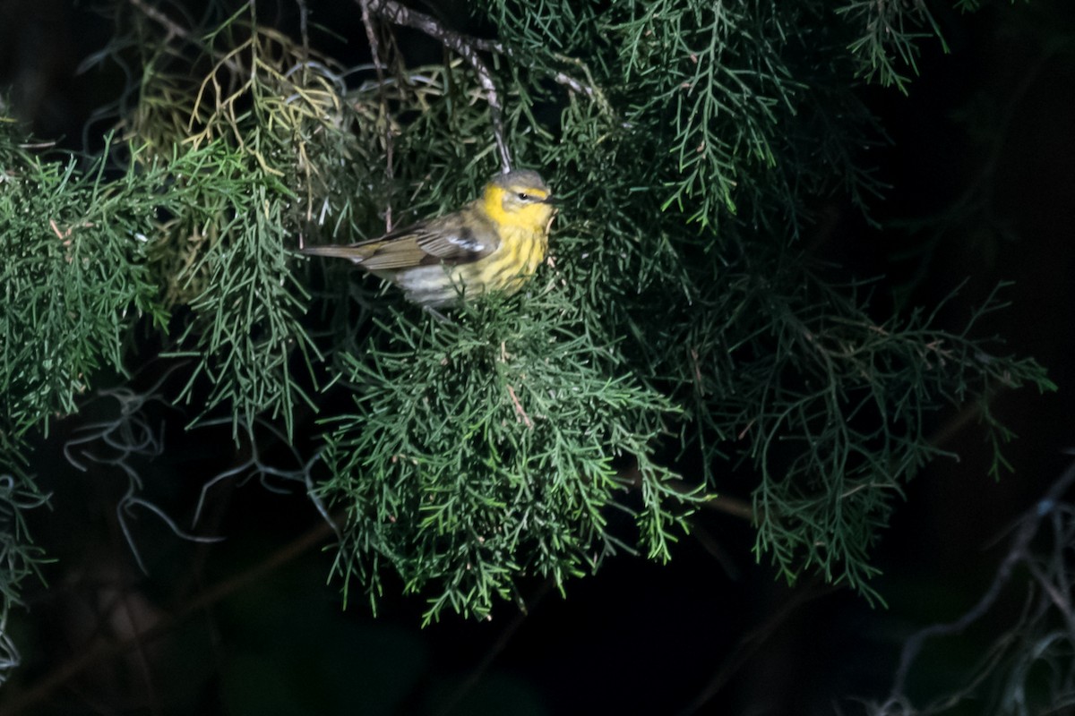 Cape May Warbler - ML618161138