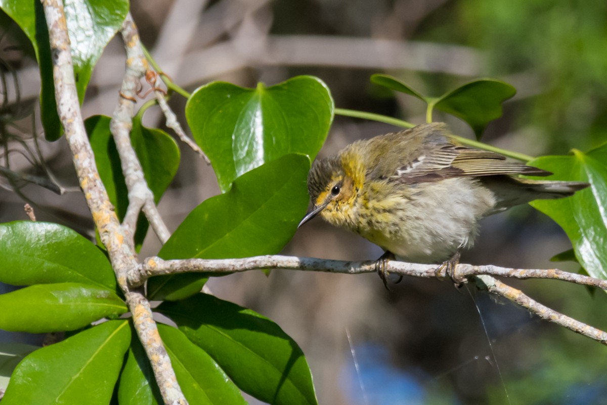 Cape May Warbler - ML618161139