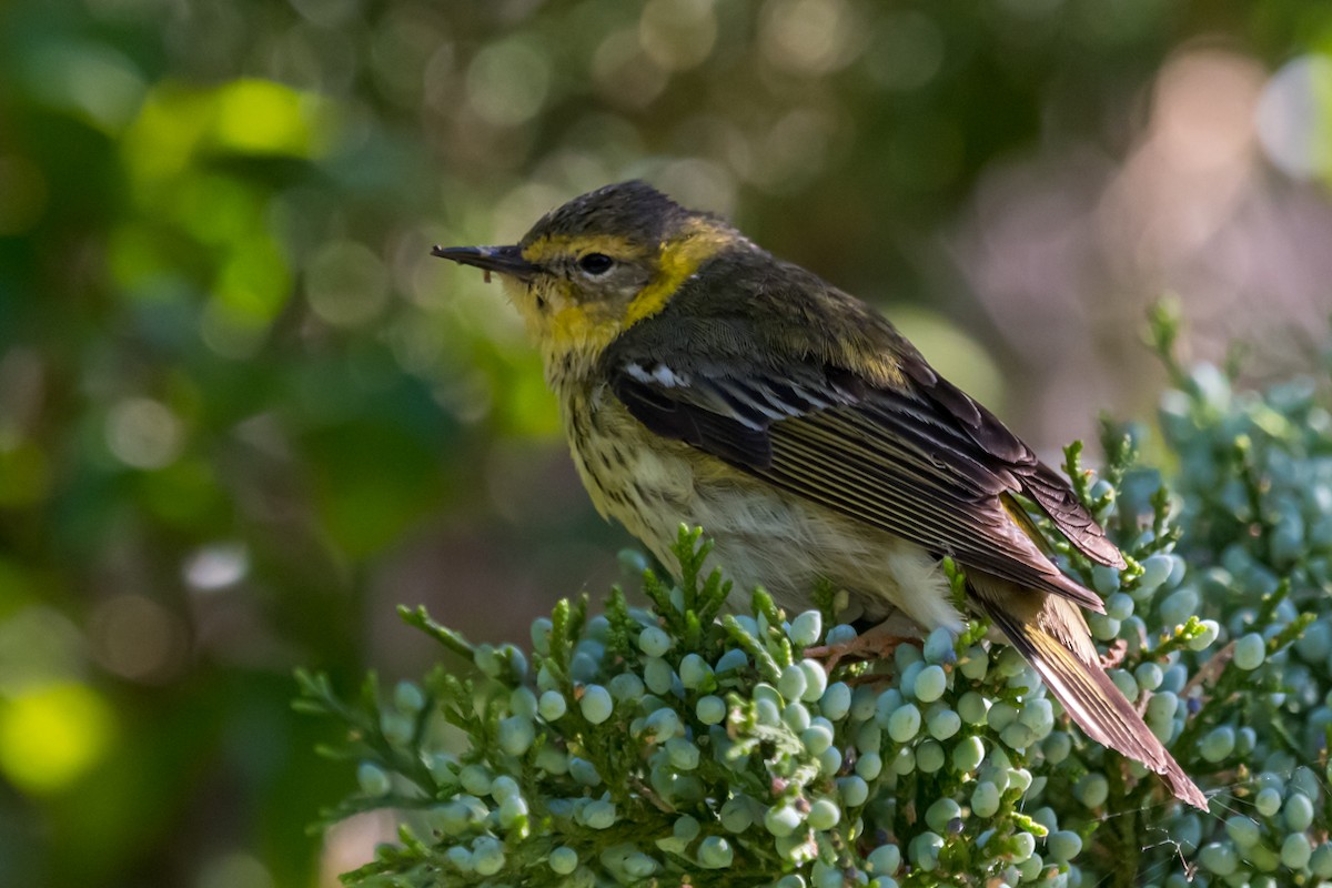 Cape May Warbler - ML618161141