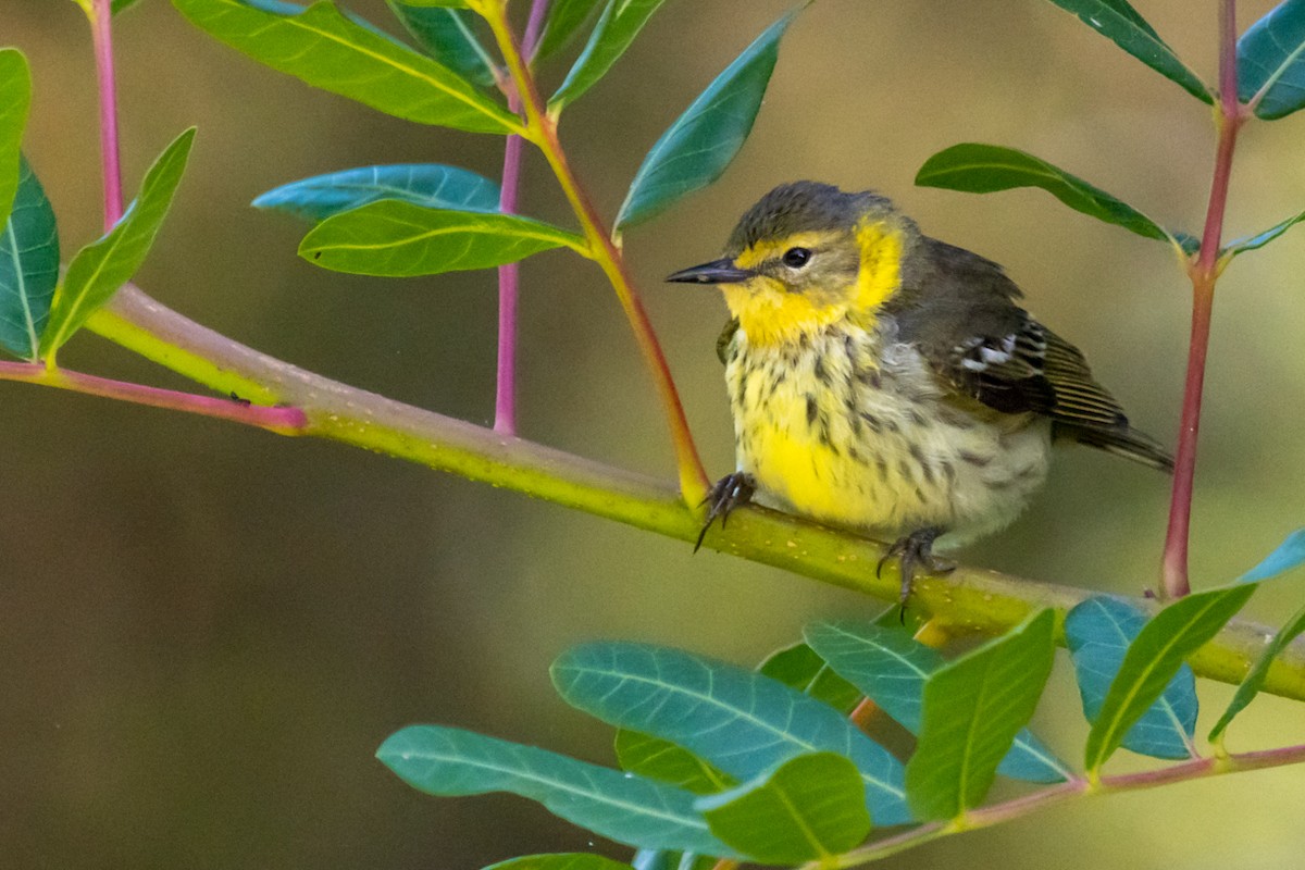 Cape May Warbler - ML618161142